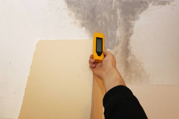 Best Environmental Consulting for Mold Prevention  in Worthington, OH